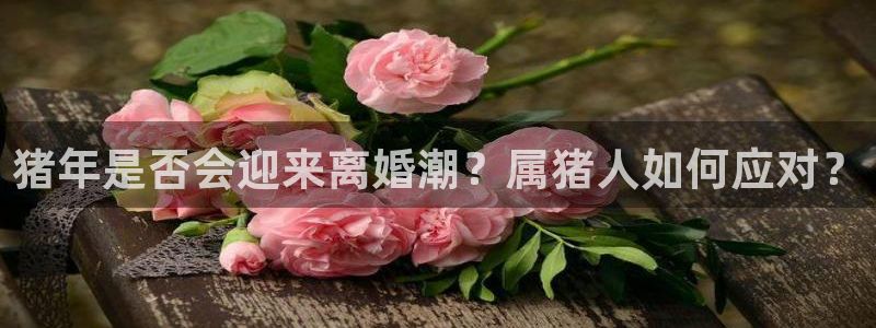 焦点娱乐网页版登：猪年是否会迎来离婚潮？属猪人如何应对？