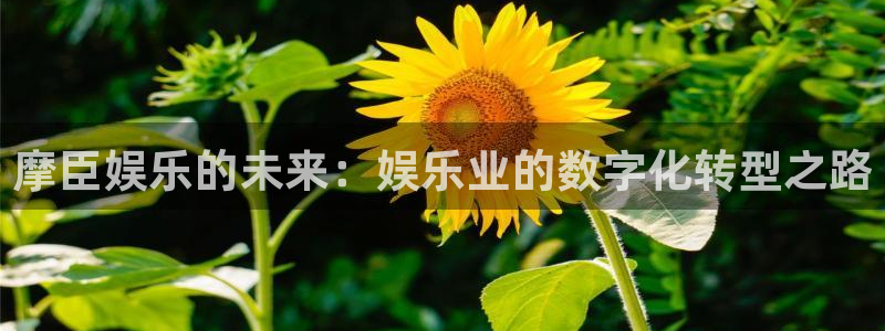 焦点娱乐体育热门赛事有哪些：摩臣娱乐的未来：娱乐业的数字化转型之路